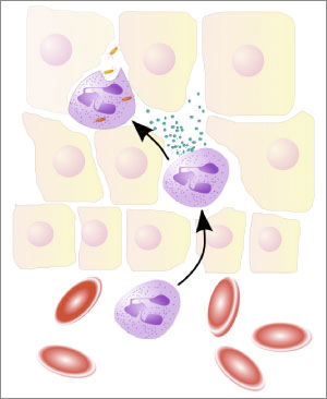 NeutrophilerAktion.psd